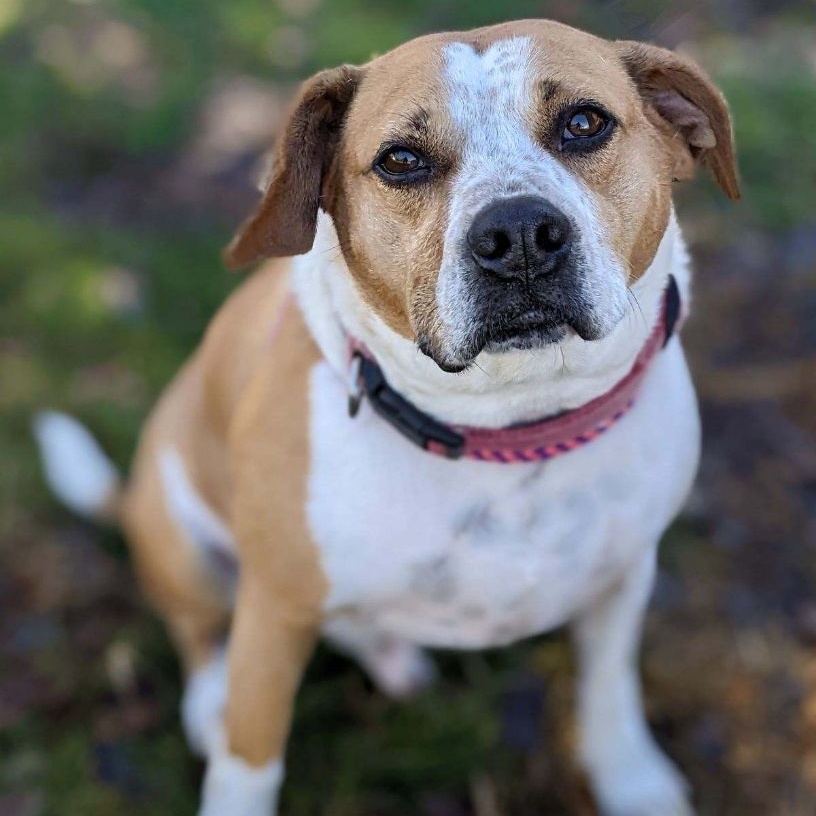 Titus Winn (CONC-A-132), a Adoptable mixed breed in Concord, NC image 1/5
