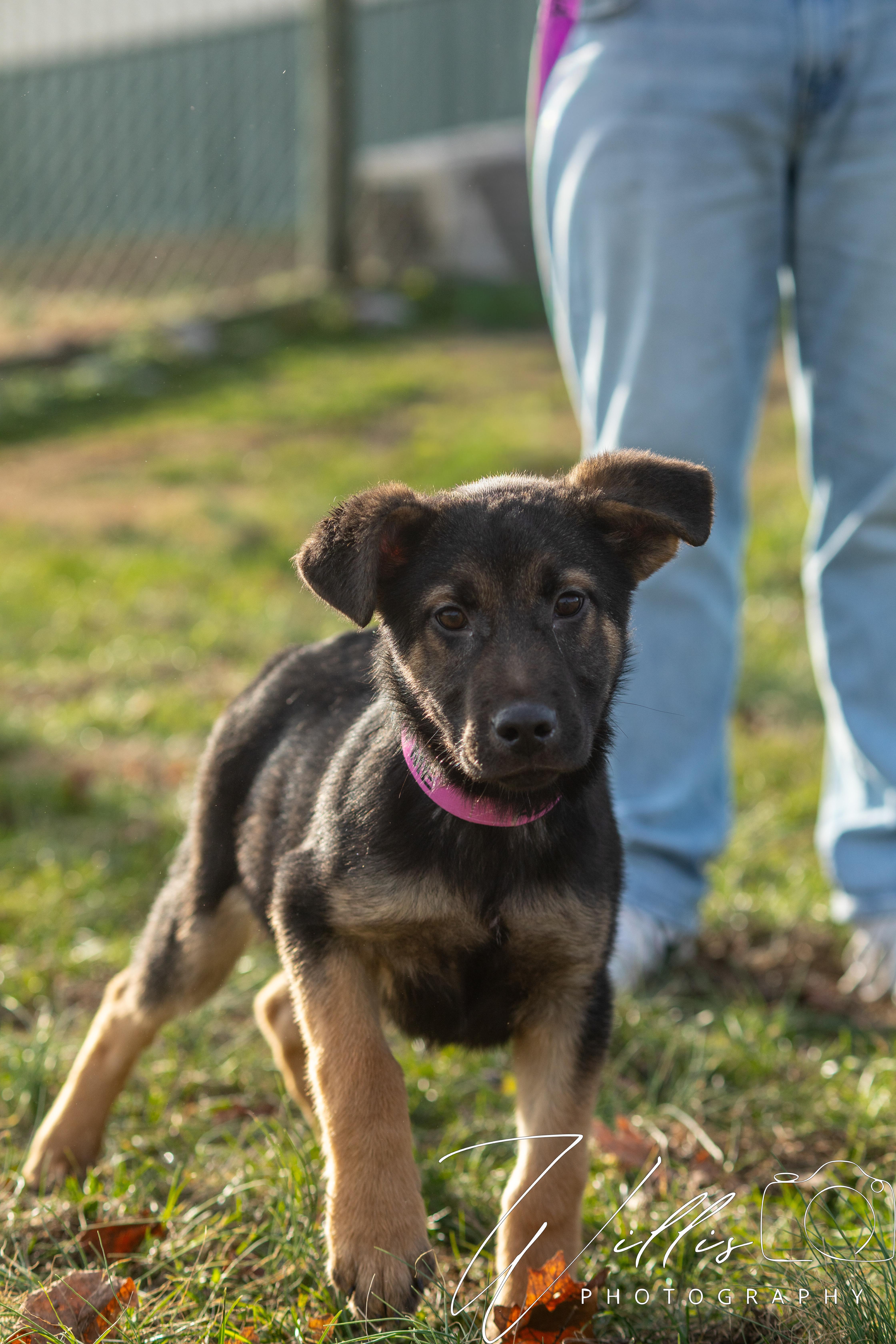 Enlarge Koda , an adopted mixed breed in Dixon, KY image 1/1