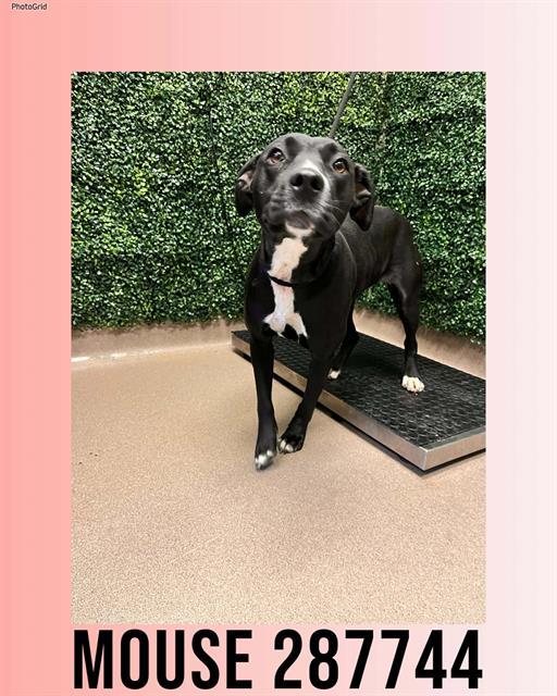 MOUSE, Adoptable, Young Female Labrador Retriever & Mixed Breed.