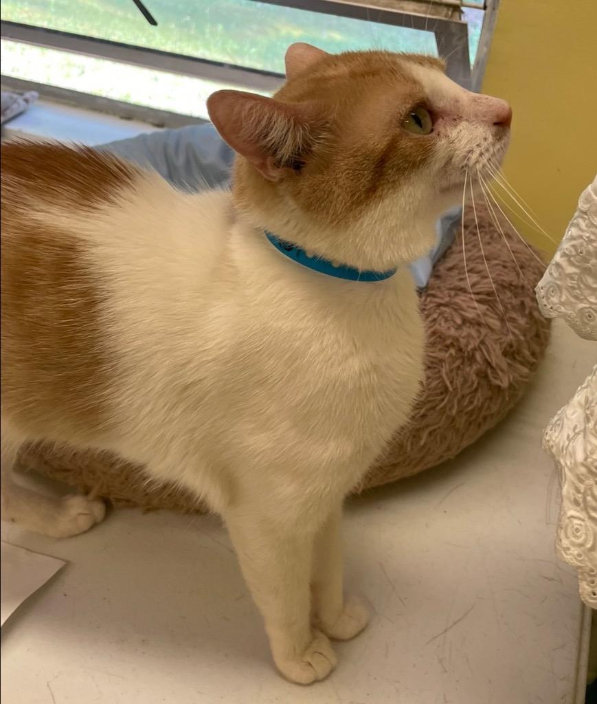 RICKMAN, Adopted, Adult Male Domestic Short Hair.