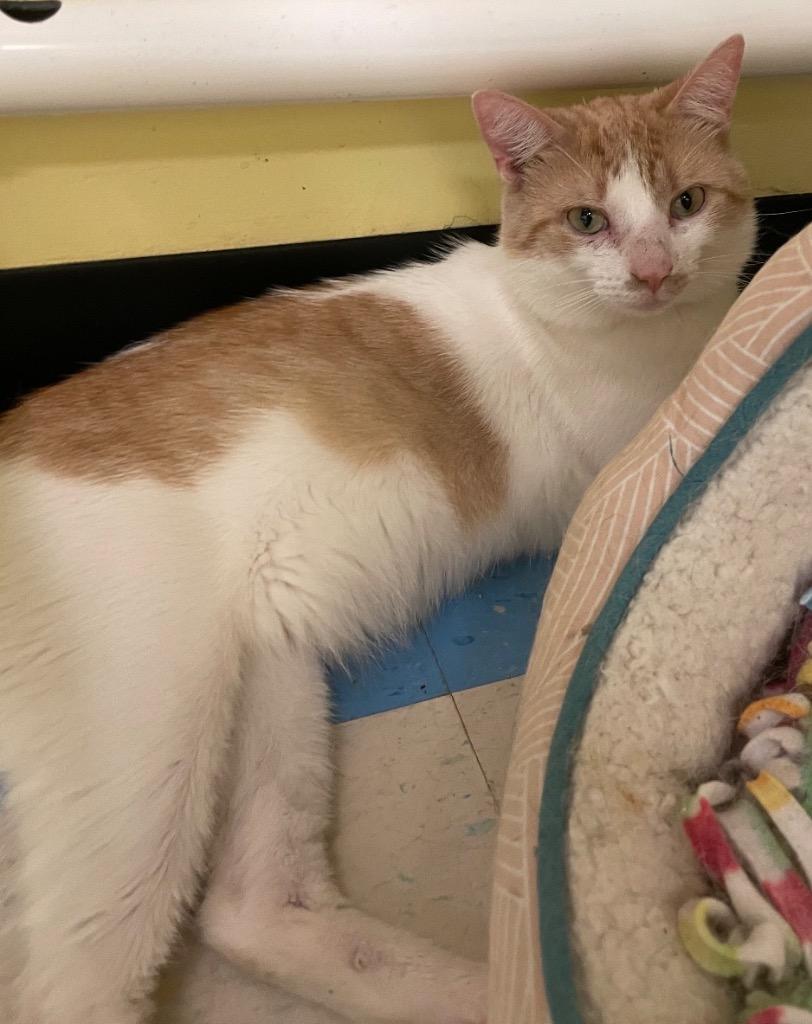 Enlarge RICKMAN, a Adopted mixed breed in Muskegon, MI image 2/4