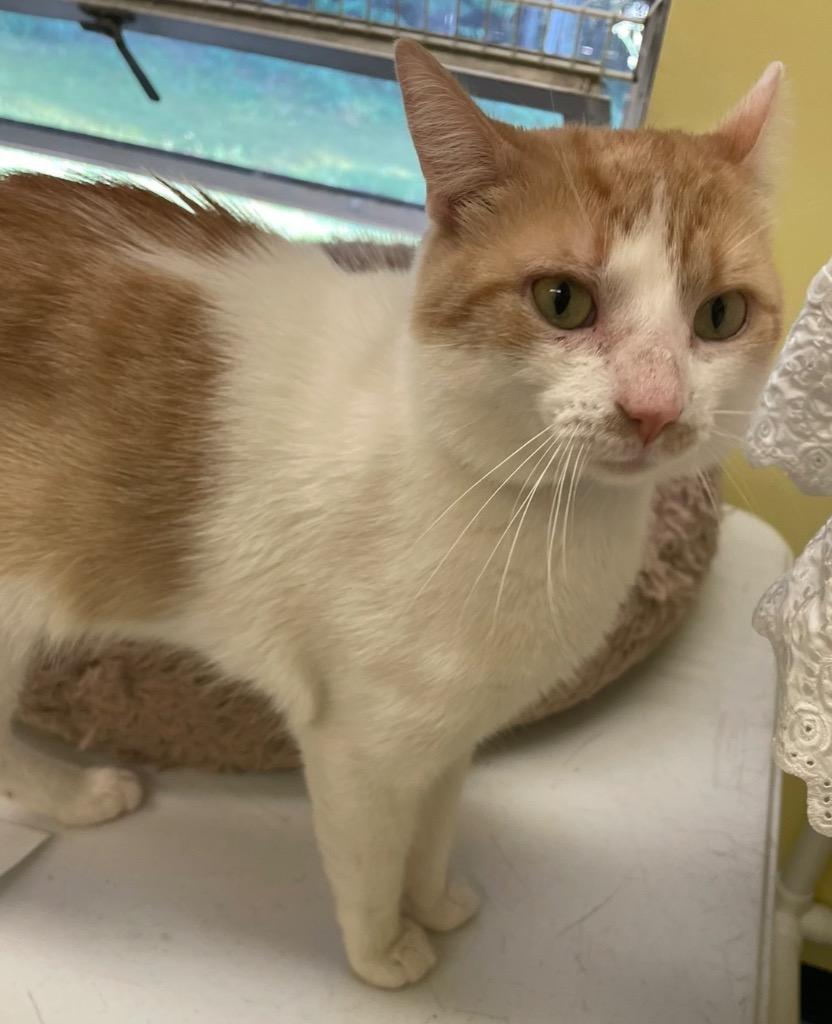 Enlarge RICKMAN, a Adopted mixed breed in Muskegon, MI image 4/4