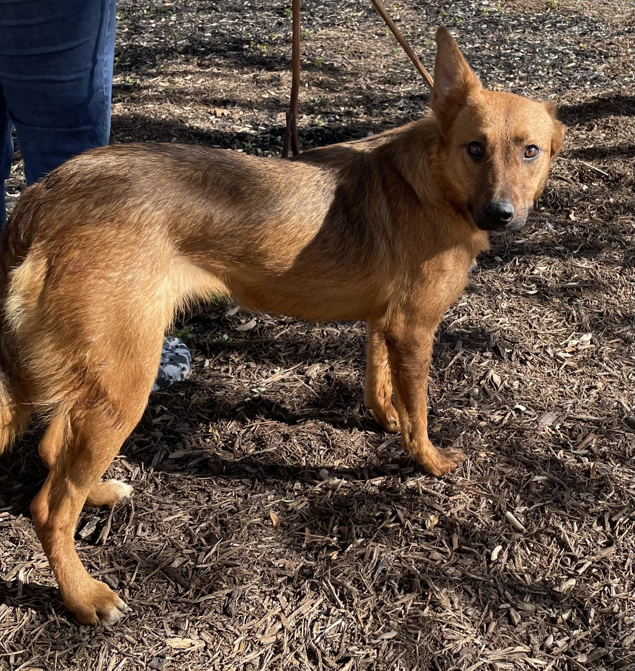 Hoboe, a Adoptable mixed breed in San Antonio, TX image 2/5