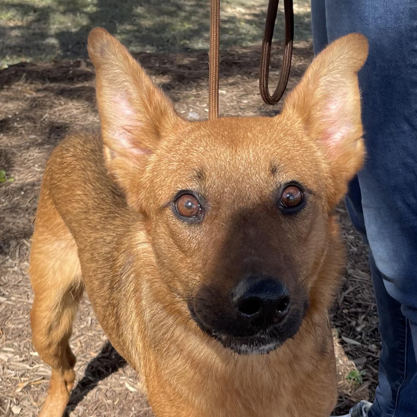 Hoboe, a Adoptable mixed breed in San Antonio, TX image 1/5