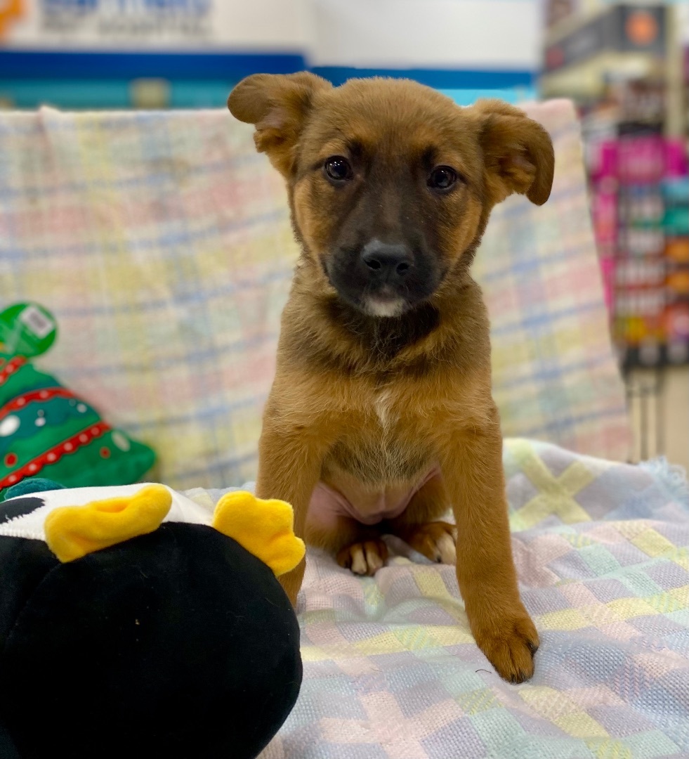 Hoboe, a Adoptable mixed breed in San Antonio, TX image 5/5