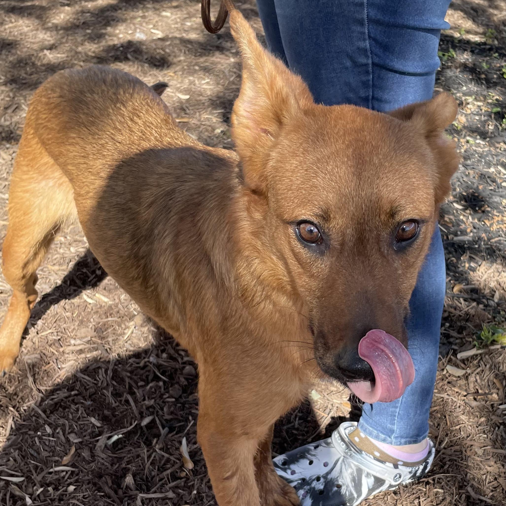 Hoboe, a Adoptable mixed breed in San Antonio, TX image 3/5