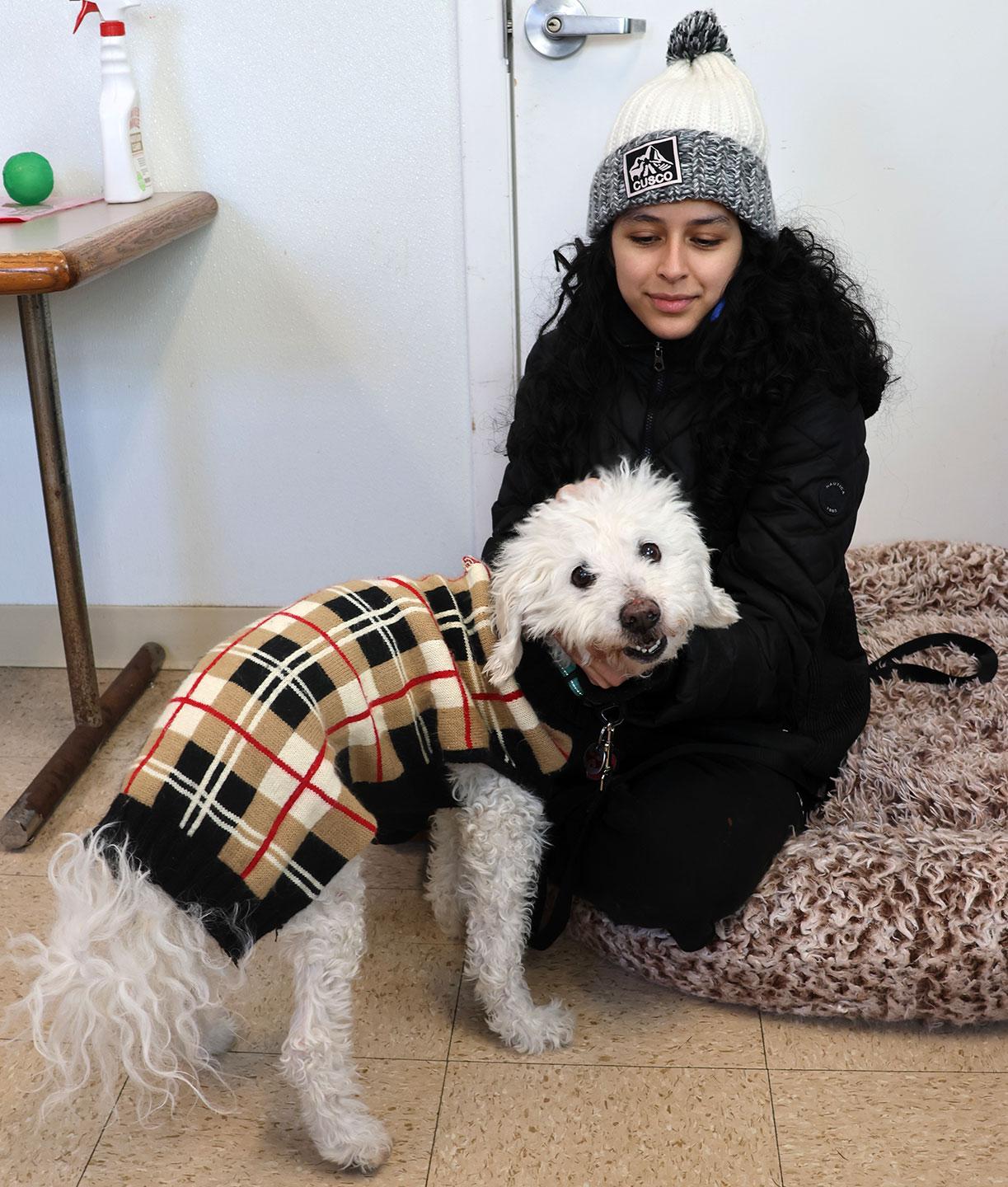 Enlarge Nick, a ADOPTABLE Poodle in Harrison, NY image 4/4