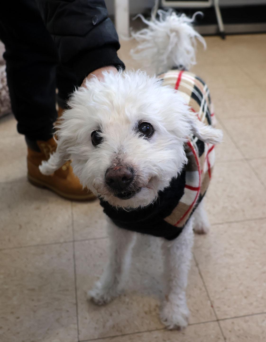 Enlarge Nick, a ADOPTABLE Poodle in Harrison, NY image 2/4