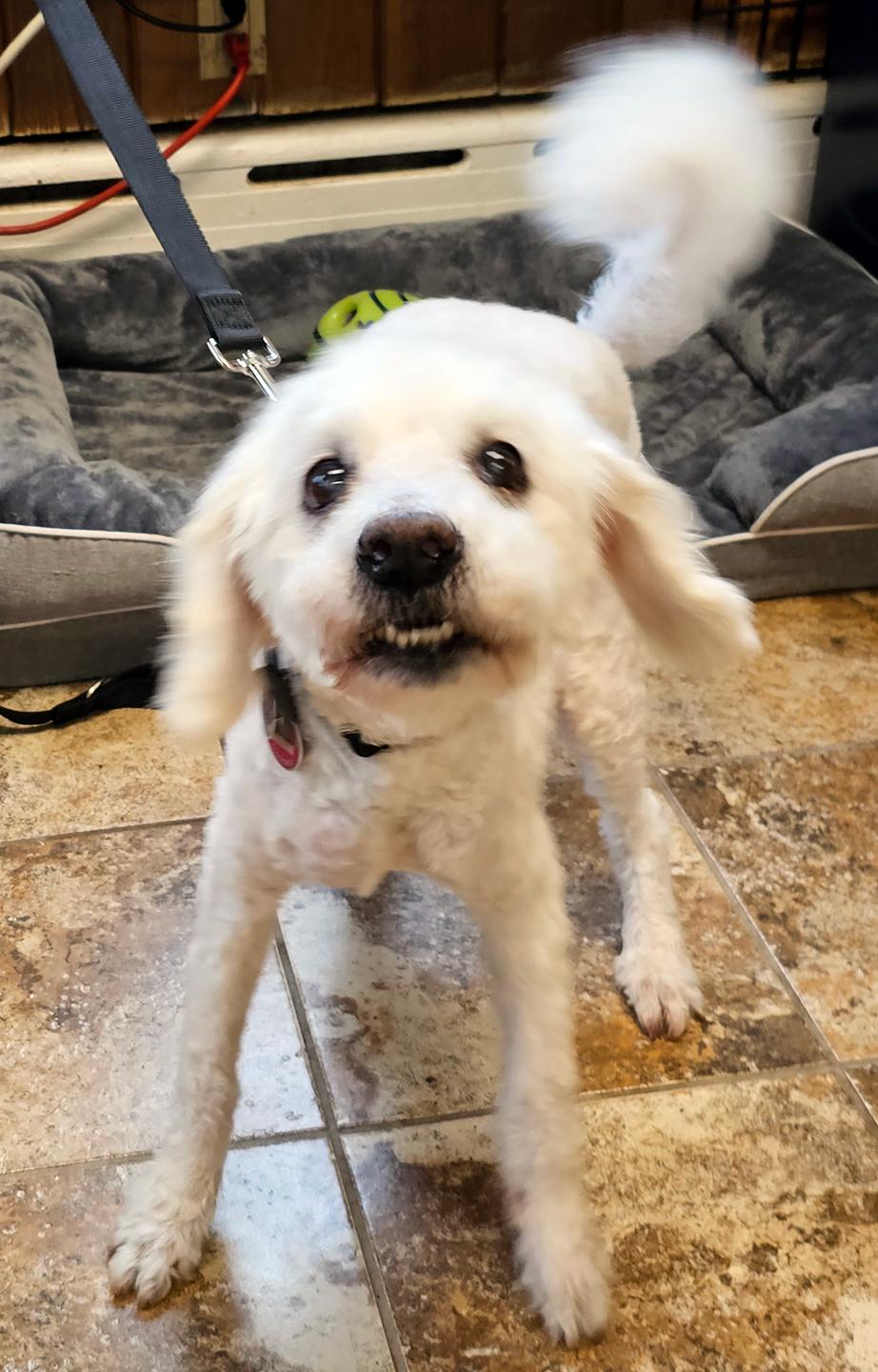 Nick, a ADOPTABLE Poodle in Harrison, NY image 3/3