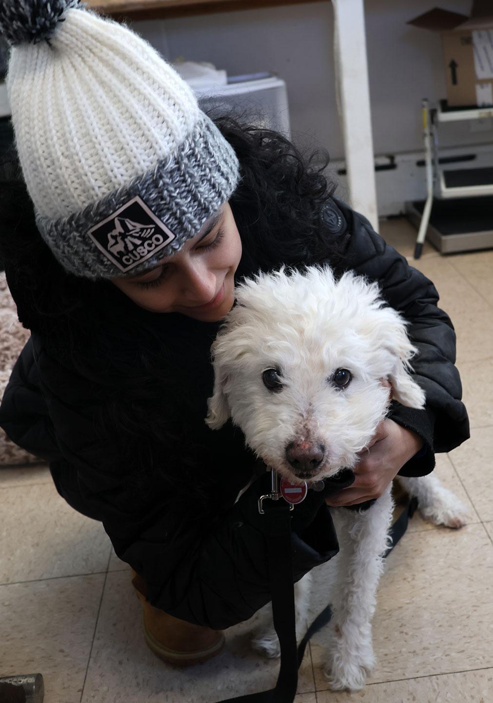 Enlarge Nick, a ADOPTABLE Poodle in Harrison, NY image 3/4