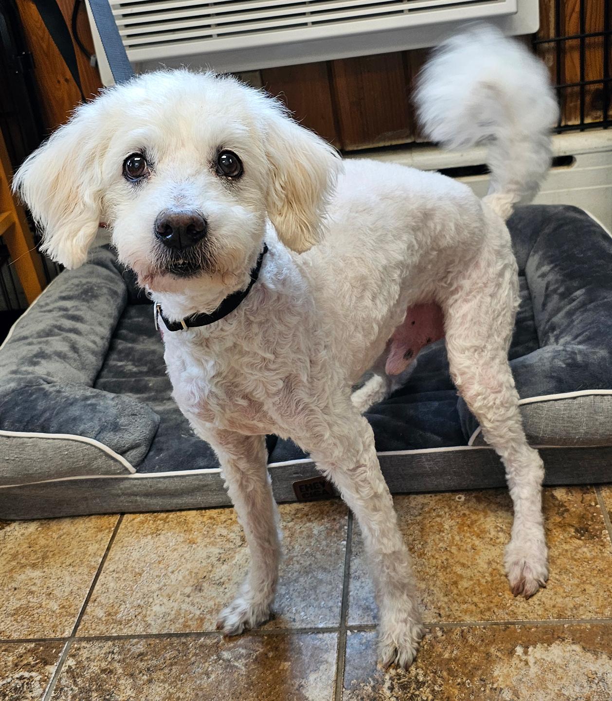 Nick, ADOPTABLE, Senior Male Poodle.