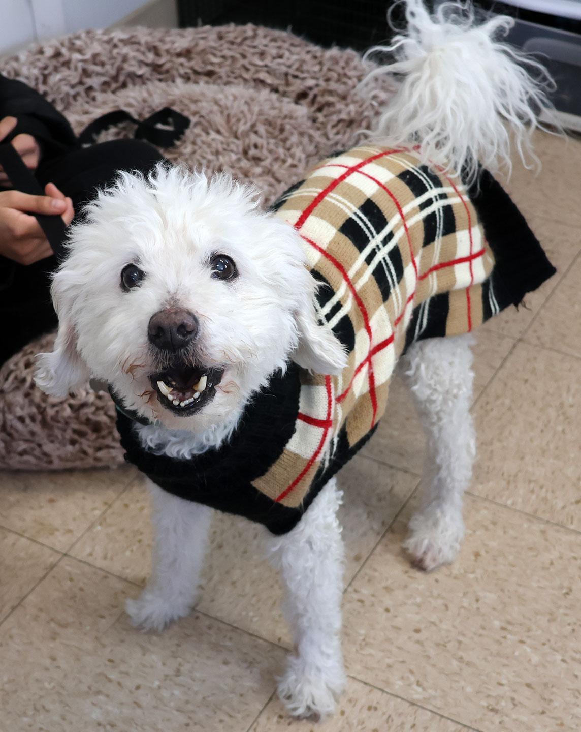 Enlarge Nick, a ADOPTABLE Poodle in Harrison, NY image 1/4