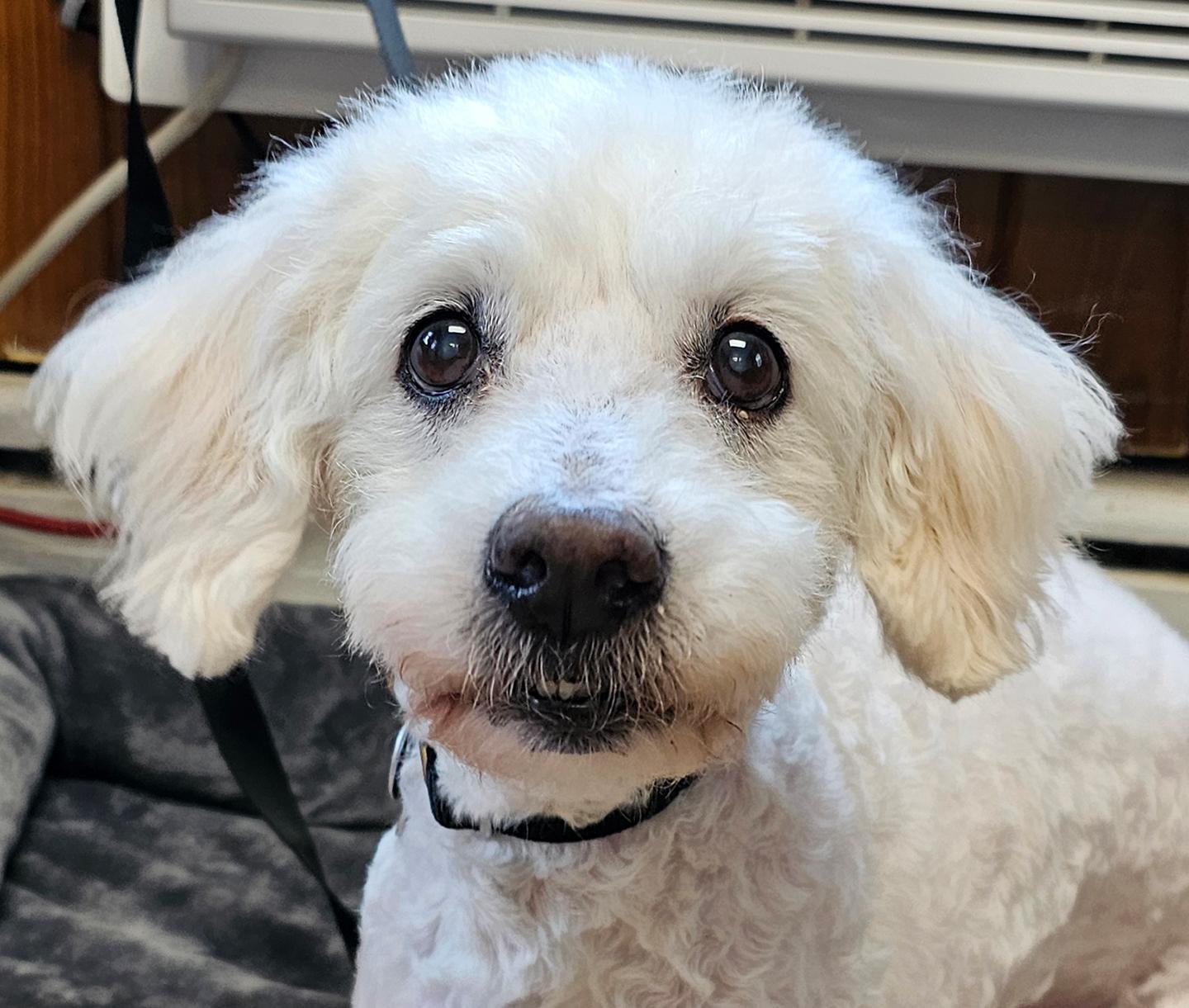 Nick, a ADOPTABLE Poodle in Harrison, NY image 2/3