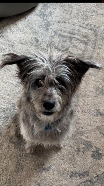 Steven, Adoptable, Puppy Male Australian Shepherd & Corgi.