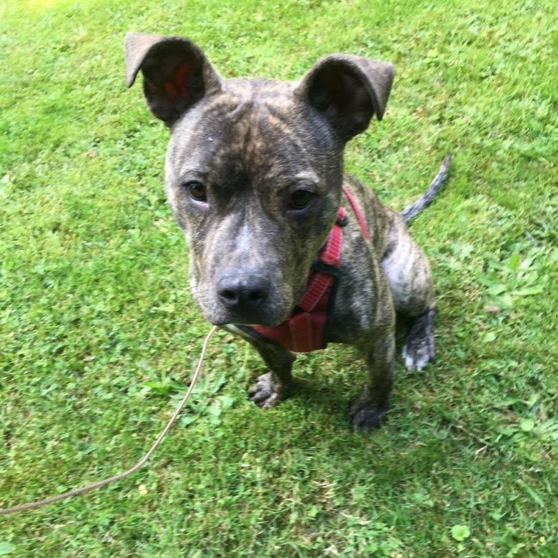 Meet Taylor - In Training at the Ridge Dog Program!!!, Adoptable, Young Male Pit Bull Terrier.