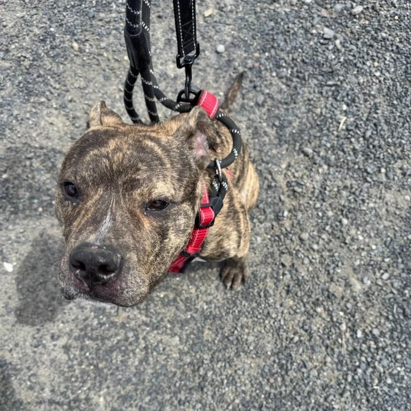 Meet Taylor - In Training at the Ridge Dog Program!!!, a Adoptable mixed breed in Seattle, WA image 2/5