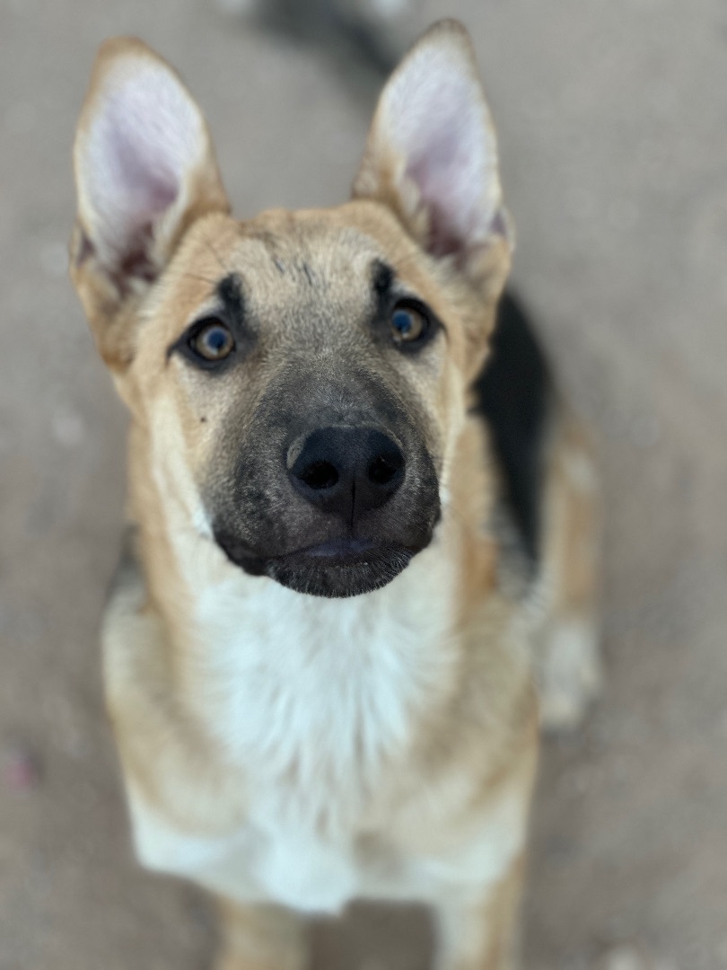 Jimmy, a Adopted mixed breed in Tucson, AZ image 1/8