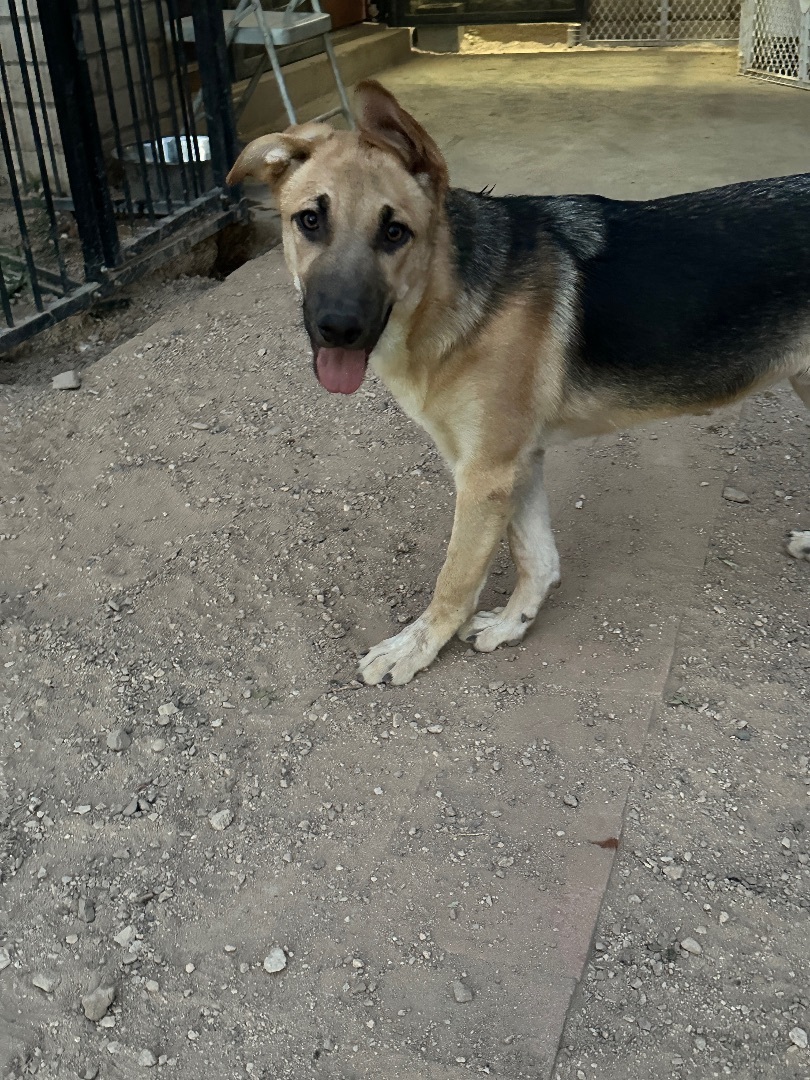 Jimmy, a Adopted mixed breed in Tucson, AZ image 2/8