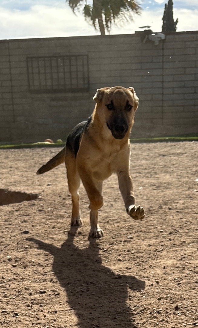 Jimmy, a Adopted mixed breed in Tucson, AZ image 3/8