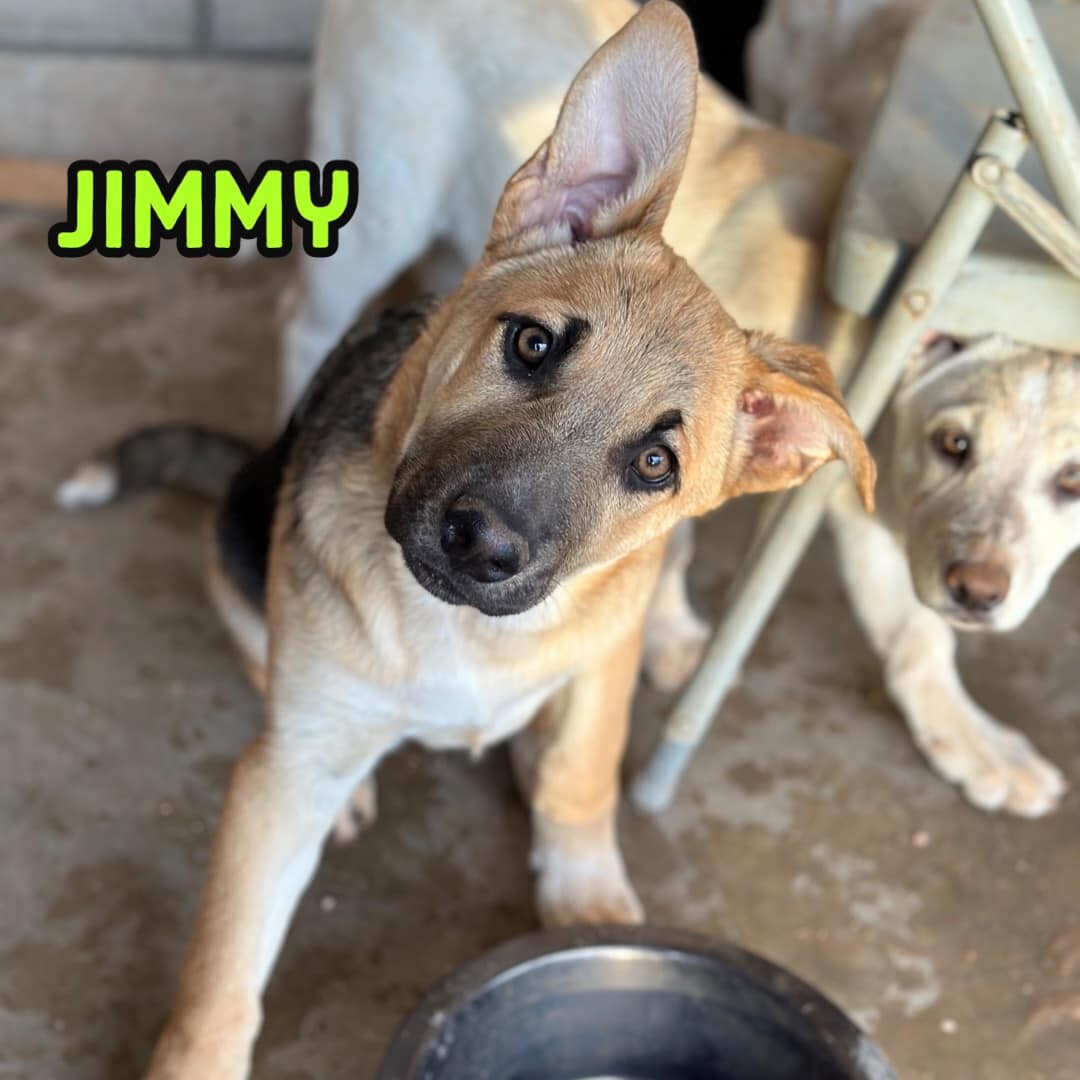 Jimmy, a Adopted mixed breed in Tucson, AZ image 4/8