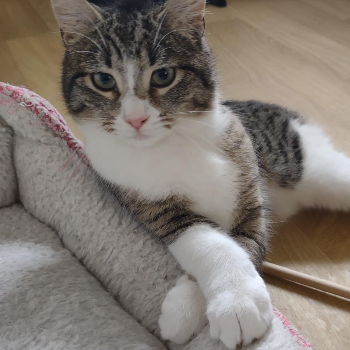 Nina, ADOPTABLE, Kitten Female Tabby & Domestic Short Hair.