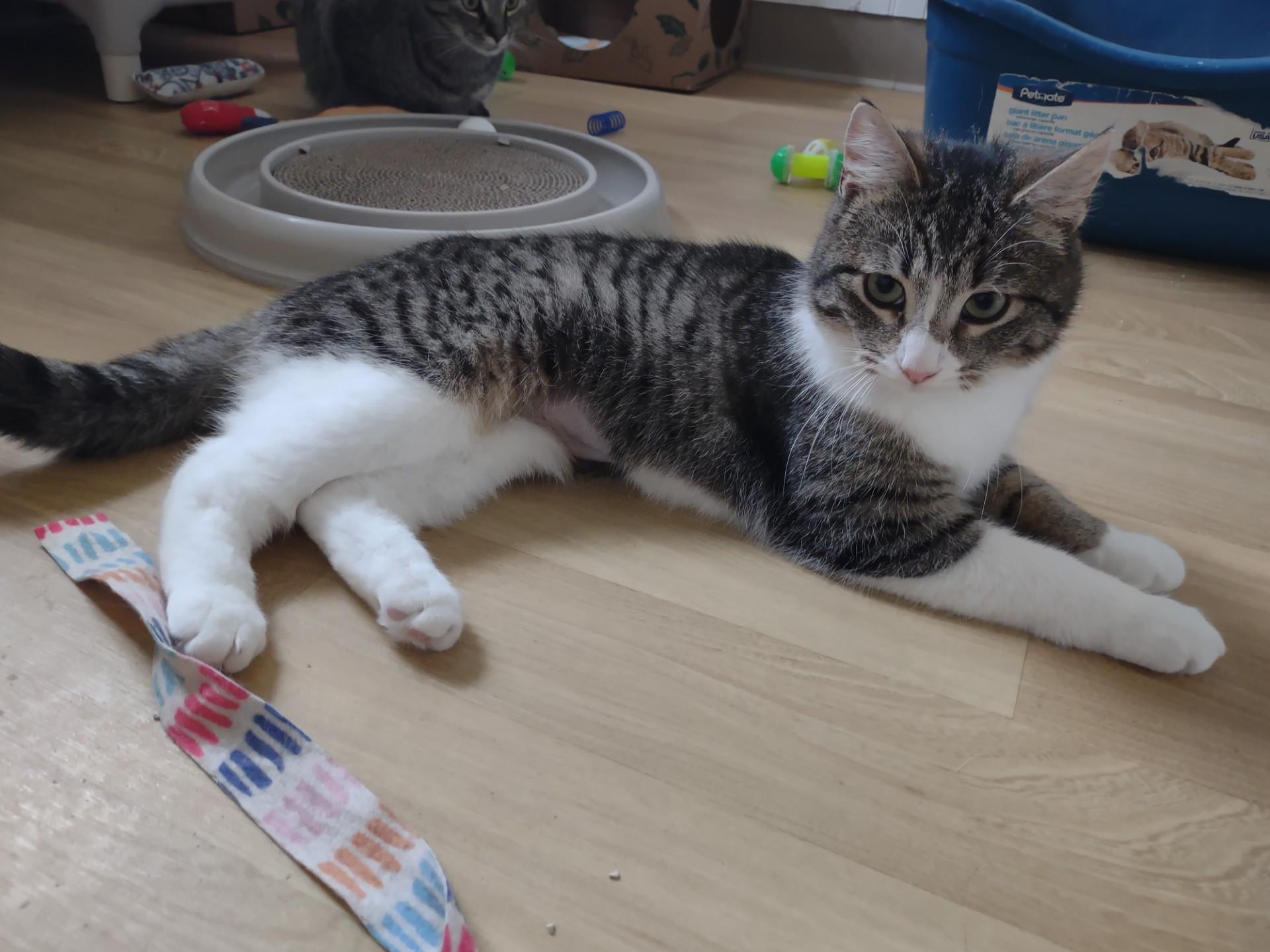 Nina, a ADOPTABLE mixed breed in Montour Falls, NY image 2/3