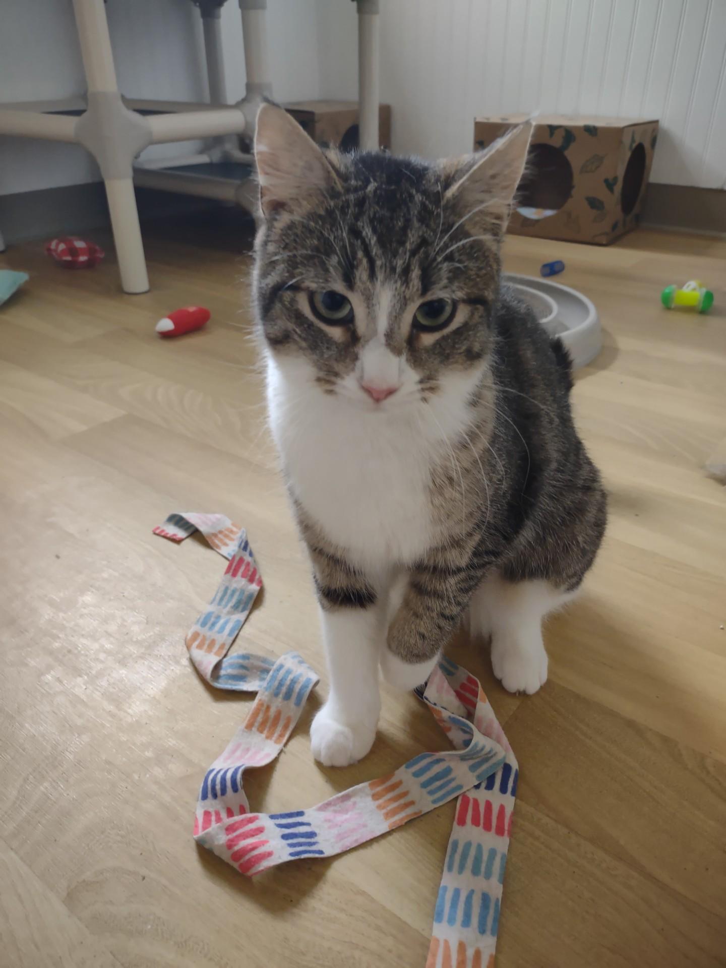 Nina, a ADOPTABLE mixed breed in Montour Falls, NY image 3/3