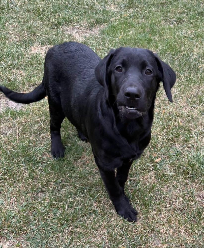 Enlarge Sabrina, a Adoptable mixed breed in Cheektowaga, NY image 1/1