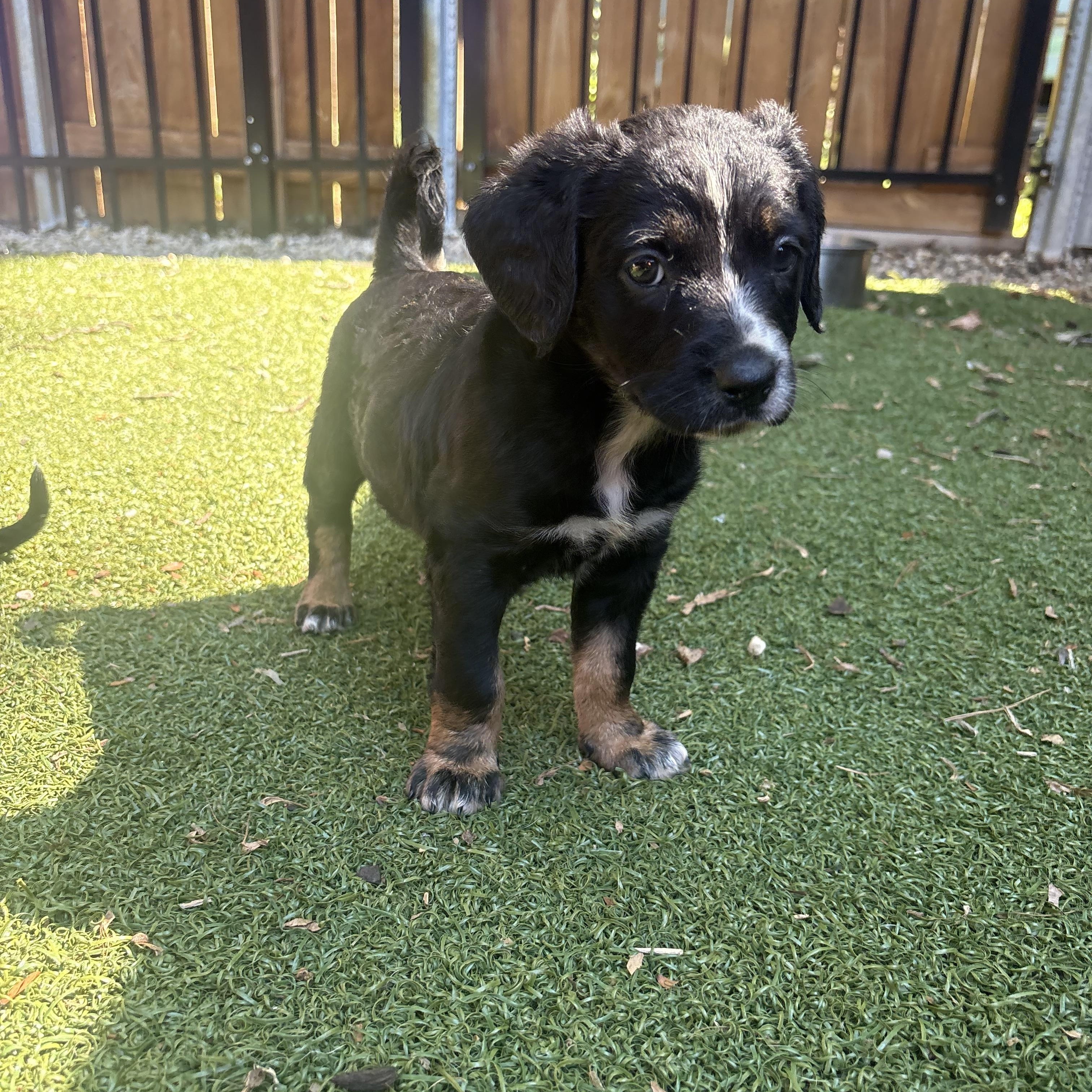 Karma, a ADOPTABLE mixed breed in Charlotte, NC image 1/4