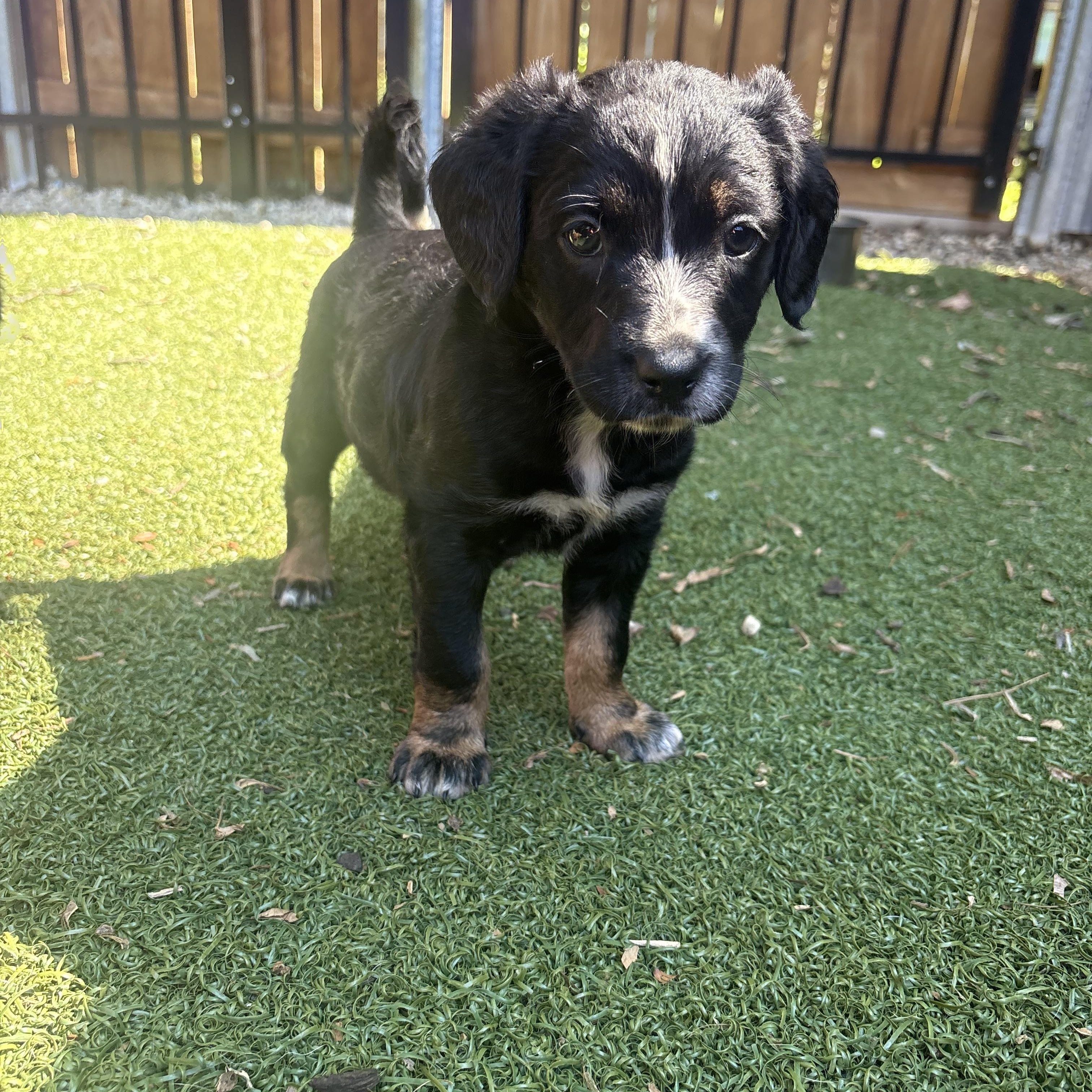 Karma, a ADOPTABLE mixed breed in Charlotte, NC image 4/4