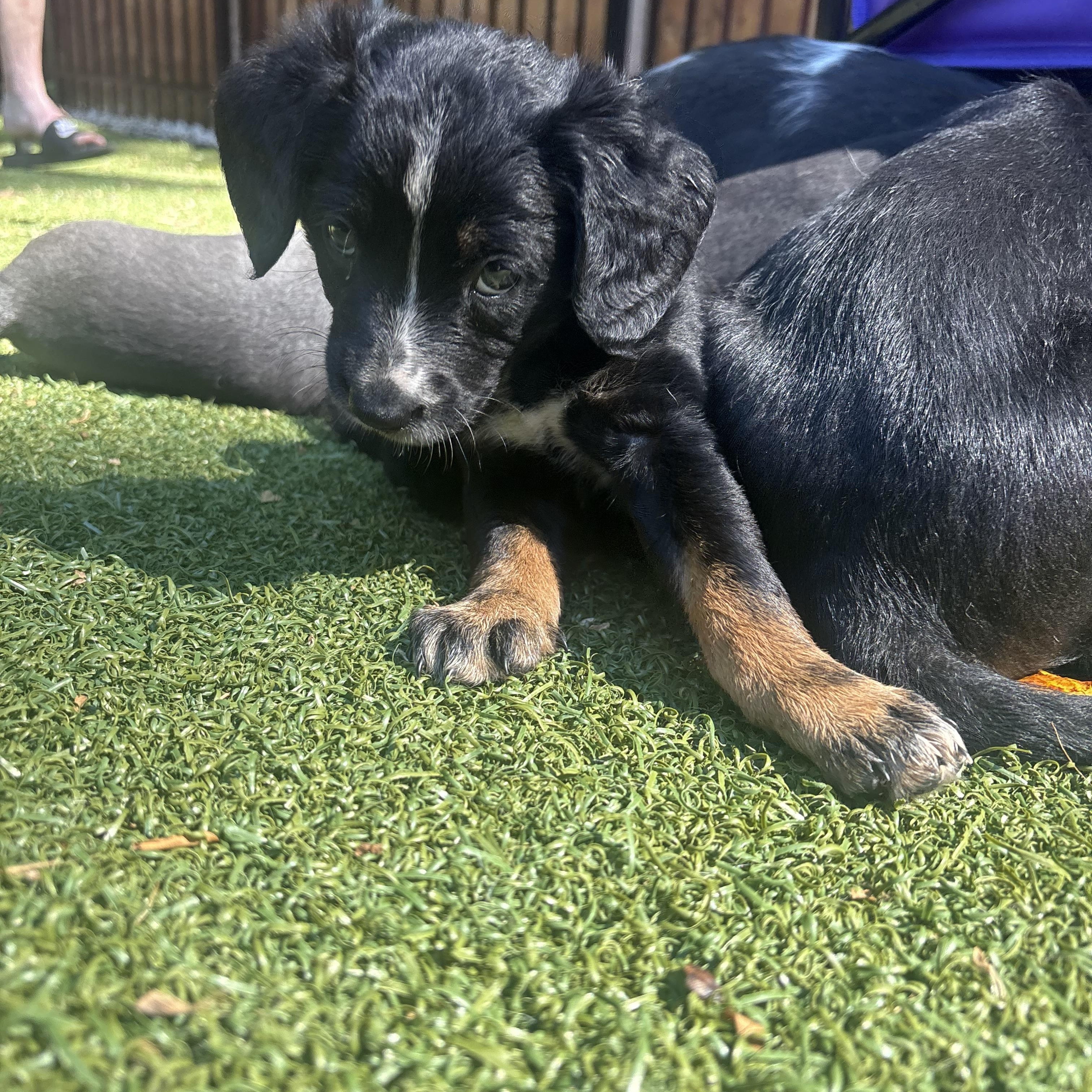 Karma, a ADOPTABLE mixed breed in Charlotte, NC image 3/4