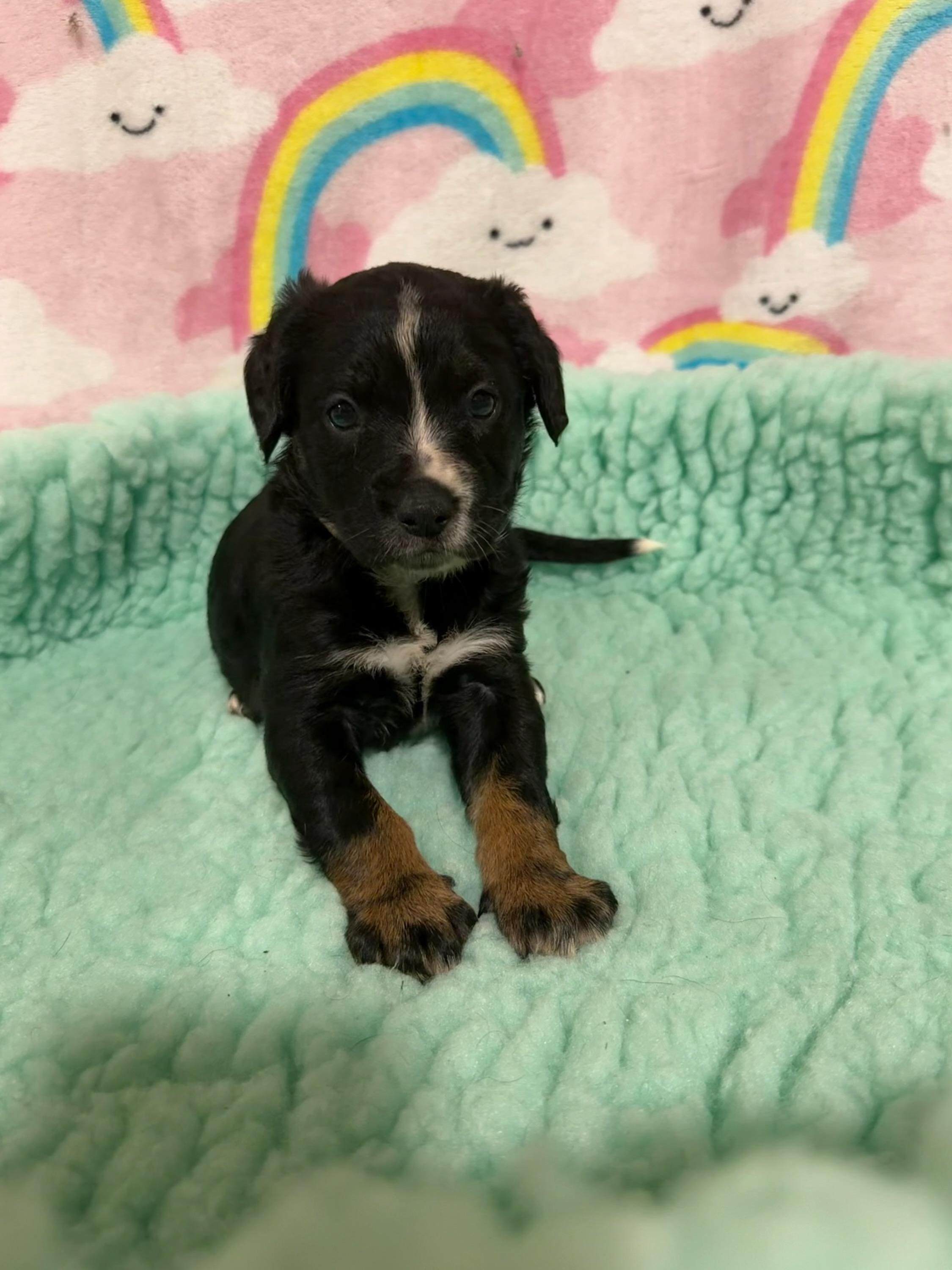 Karma, a ADOPTABLE mixed breed in Charlotte, NC image 2/4