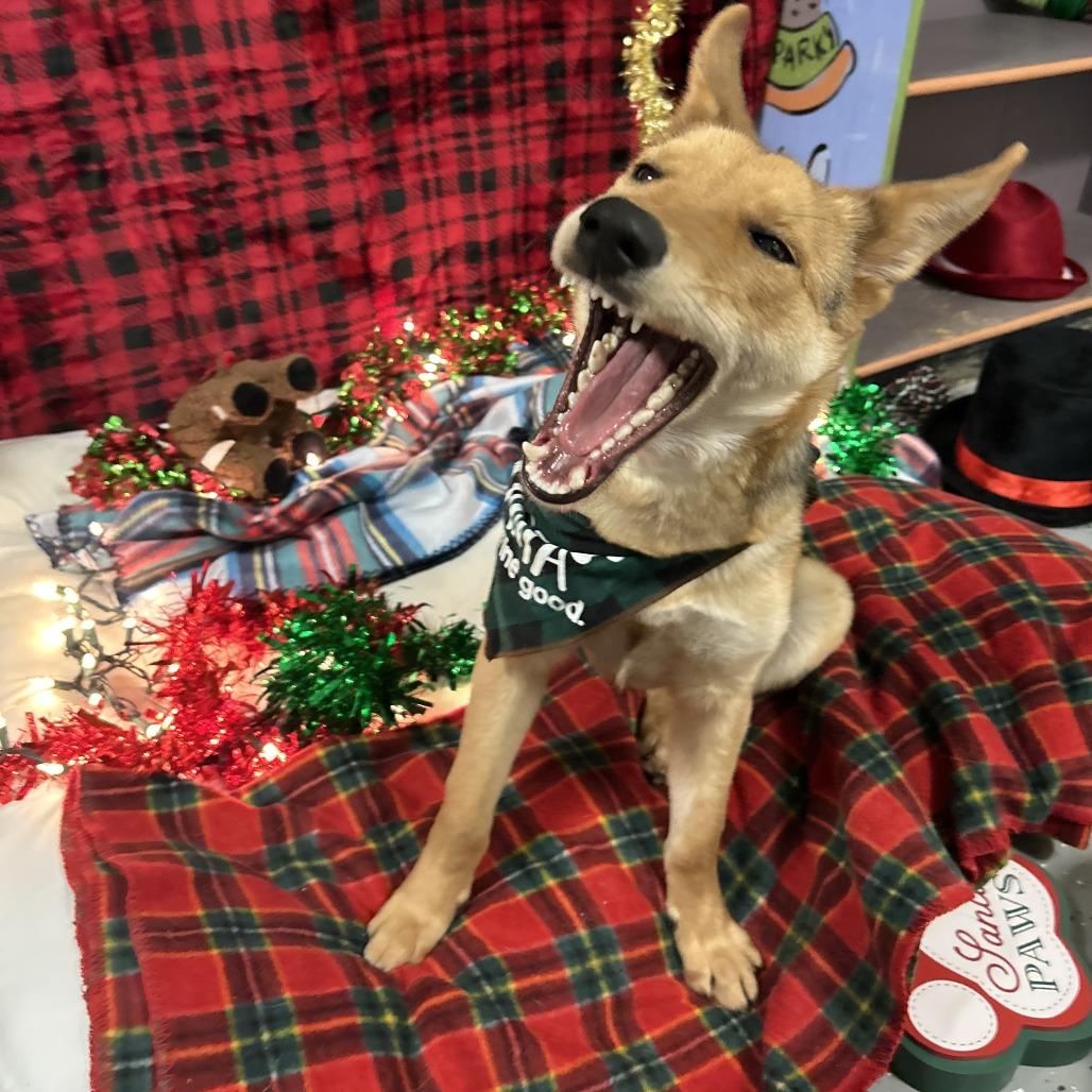 Sky - Off site at Mutts With Manners, Adoptable, Adult Female Mixed Breed.