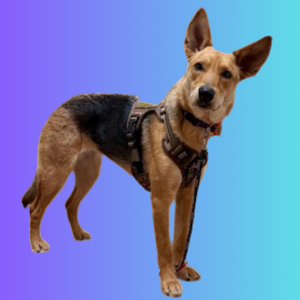 Nola - Off site at Mutts With Manners, a Adoptable Mixed Breed in Danville, KY image 2/5