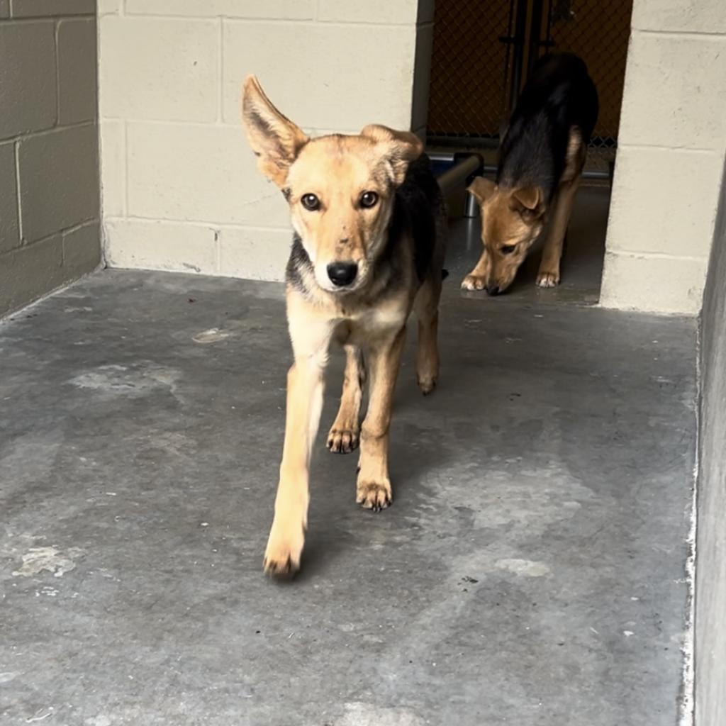 Nola - Off site at Mutts With Manners, a Adoptable Mixed Breed in Danville, KY image 3/5