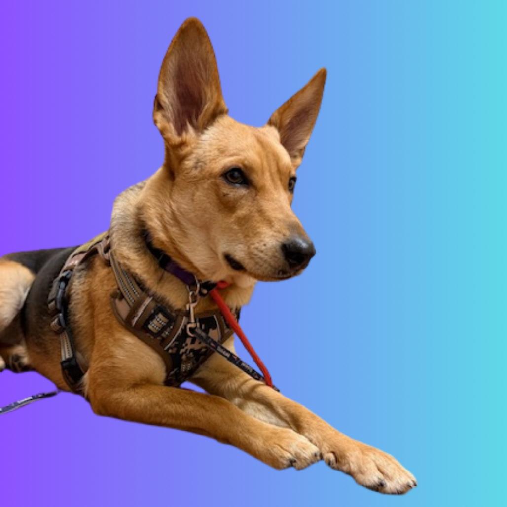 Nola - Off site at Mutts With Manners, a Adoptable Mixed Breed in Danville, KY image 5/5