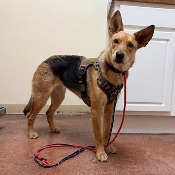 Enlarge Nola - Off site at Mutts With Manners, a Adoptable Mixed Breed in Danville, KY image 2/2