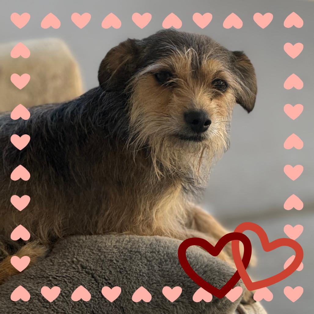 Nola, a Adoptable Cairn Terrier in Tempe, AZ image 2/5