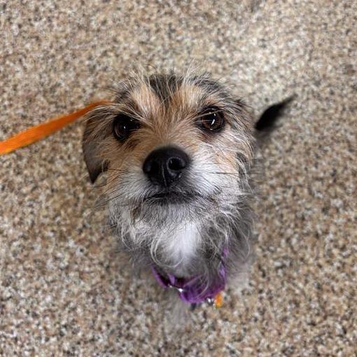 Nola, a Adoptable Cairn Terrier in Tempe, AZ image 3/5