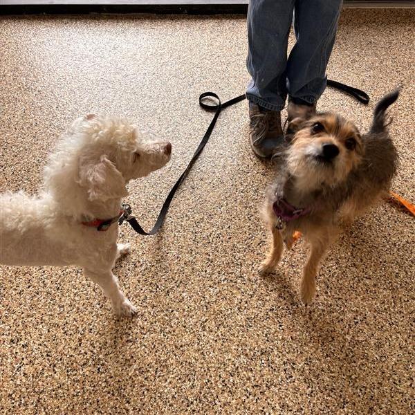 Nola, a Adoptable Cairn Terrier in Tempe, AZ image 4/5