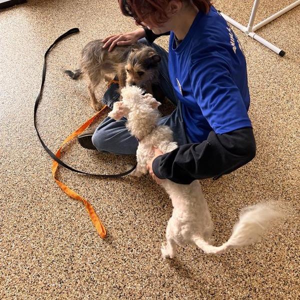 Nola, a Adoptable Cairn Terrier in Tempe, AZ image 5/5