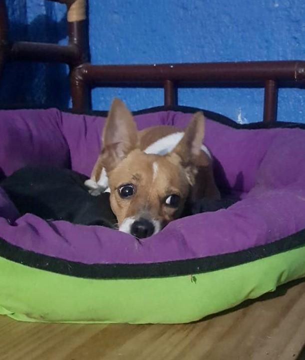 Zorra, Adopted, Adult Female Terrier.