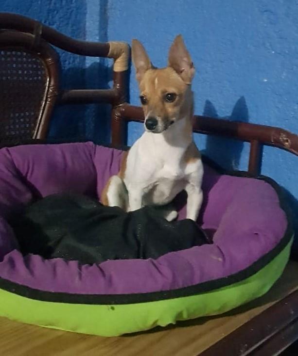 Enlarge Zorra, a Adopted Terrier in San Diego, CA image 3/3