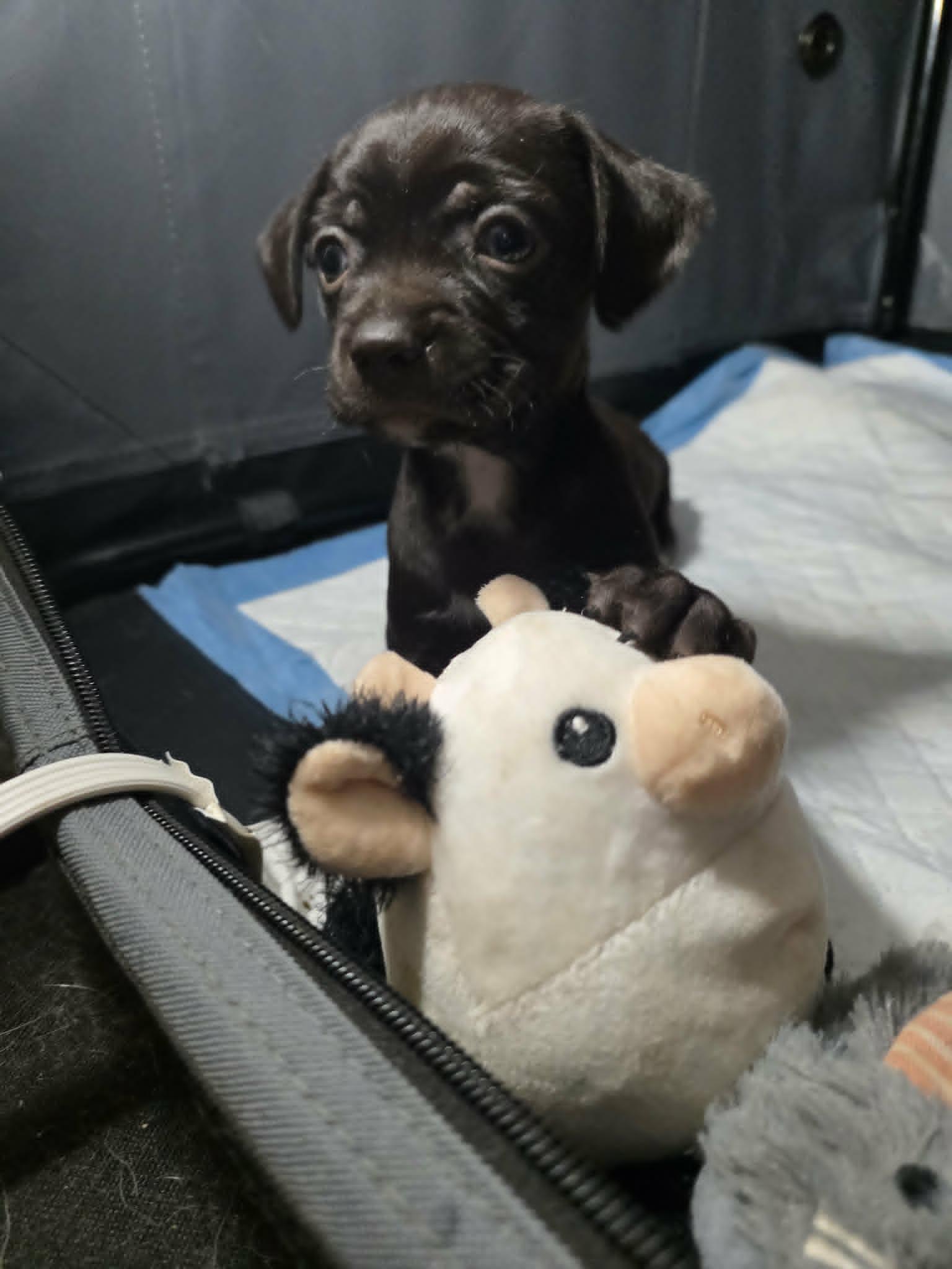Salsa, a ADOPTABLE Chihuahua in Wurtsboro, NY image 5/6