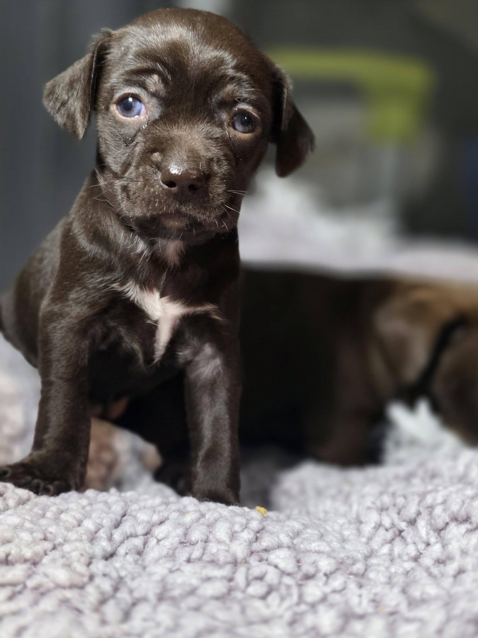 Salsa, ADOPTABLE, Puppy Female Chihuahua.