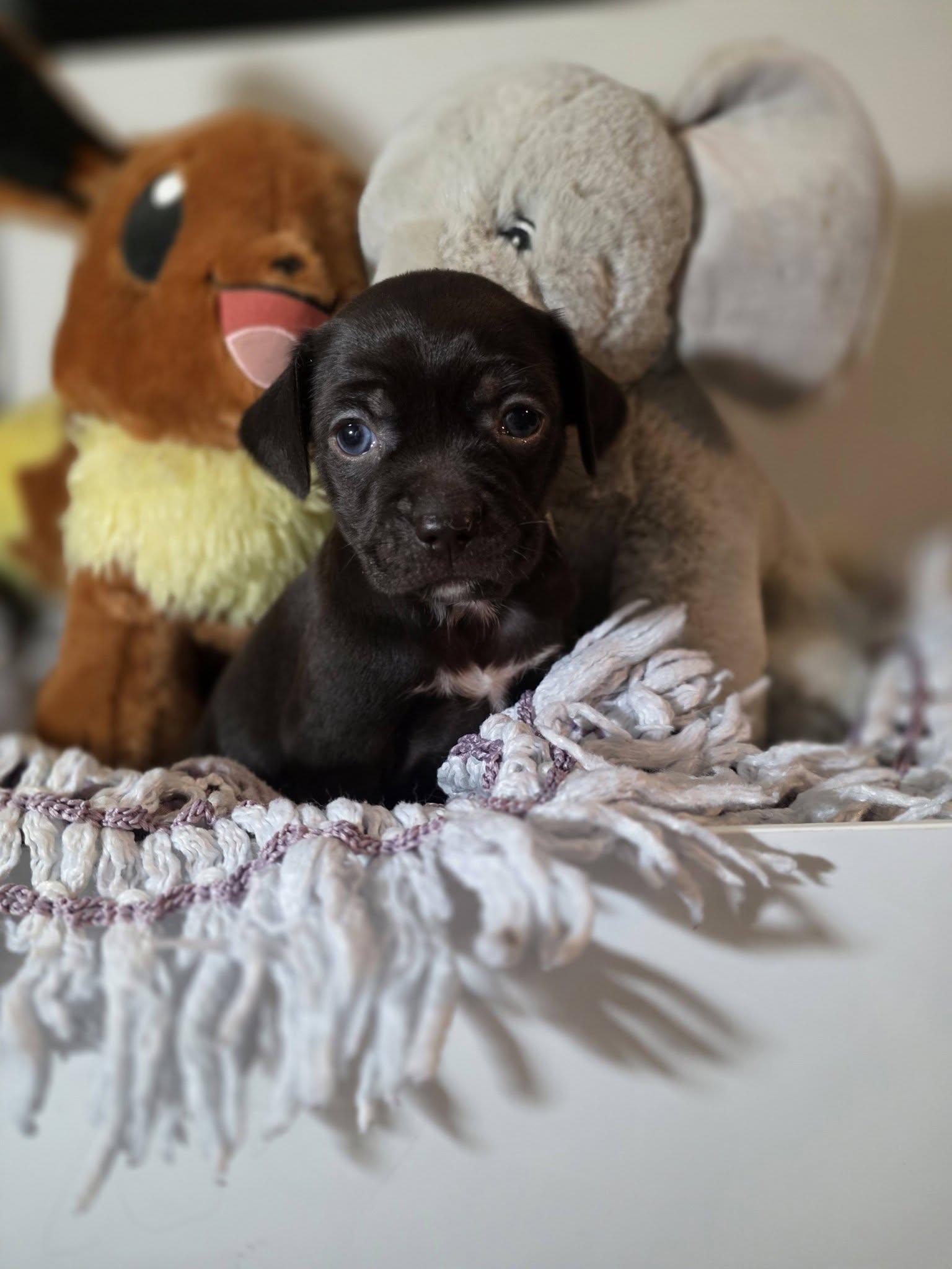 Salsa, a ADOPTABLE Chihuahua in Wurtsboro, NY image 3/6
