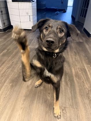 Bambi, Adoptable, Adult Female German Shepherd Dog & Mixed Breed.