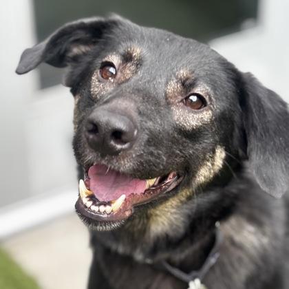 Bambi, Adoptable, Adult Female German Shepherd Dog & Mixed Breed.