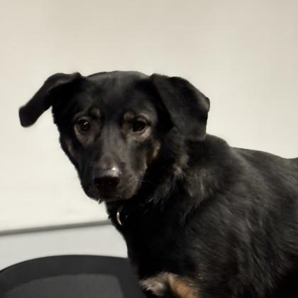 Enlarge Bambi, a Adoptable mixed breed in Merriam, KS image 2/3