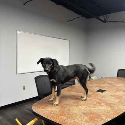 Enlarge Bambi, a Adoptable mixed breed in Merriam, KS image 3/3